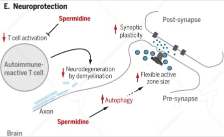 亚精胺怎样促进神经保护