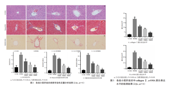 环黄芪醇(CAG)对CCl4诱导的小鼠肝纤维化有改善作用研究过程图