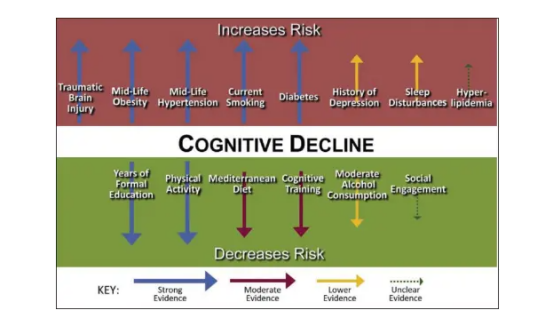 Spermidine trihydrochloridecan reduce Cognitive Decline