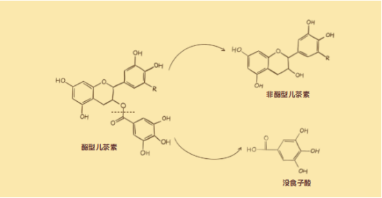酯型儿茶素降解图
