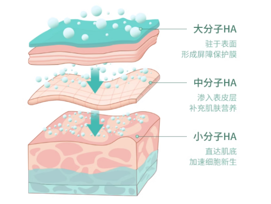 不同分子量的透明质酸钠