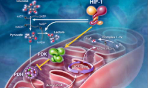 脱氮黄素改善细胞活力示意图