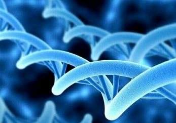 能量代谢DNA 修复基因表达细胞应激反应