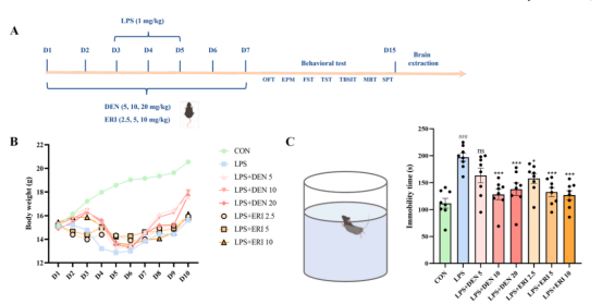 实验结果表明10mg/kg剂量效果最佳